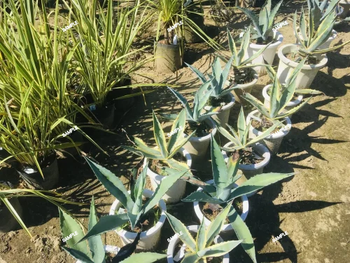 4 王妃甲蟹錦 厚葉 コンパクタ アガベ Agave isthmensis ‘Ohi Kabutogani’ f. variegata