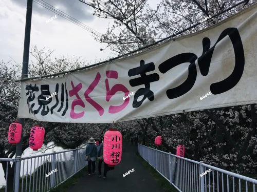 【レア稀少】翠晃牡丹錦 × LB2178錦 hyb 極上多色斑 実生 サボテン ギムノカリキウム 緋牡丹錦 翠晃冠錦 LB2178錦