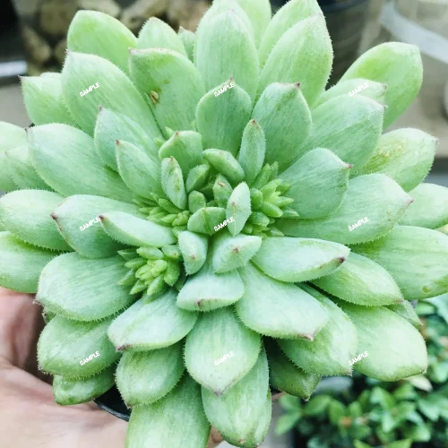 コアウイラ産 太平丸 雷帝 サボテン エキノカクタス Echinocactus horizonthalonius 'Raitei'