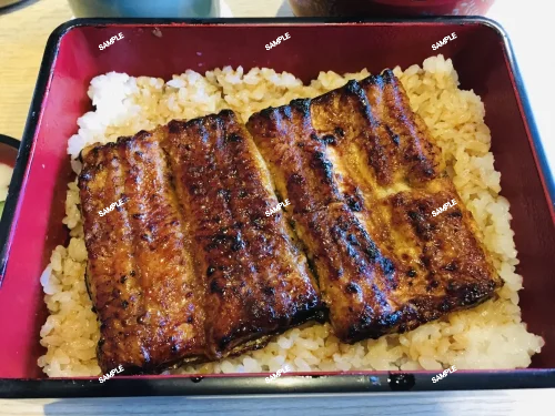 サンスベリア ローレンティー 幅広葉タイプ Sansevieria trifasciata 'Laurentii'