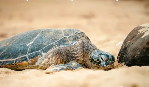 1 碧瑠璃鸞鳳玉錦 サボテン アストロフィツム Astrophytum myriostigma var. nudum variegata