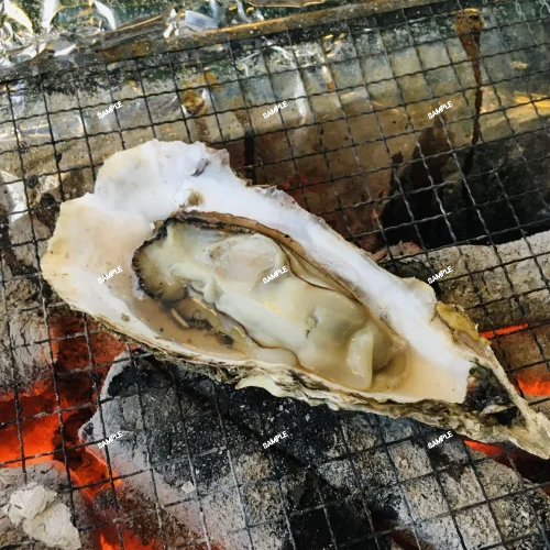 2 王妃甲蟹錦 厚葉 コンパクタ アガベ Agave isthmensis ‘Ohi Kabutogani’ f. variegata