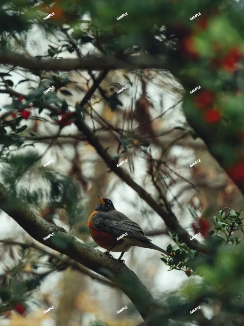 2 碧瑠璃鸞鳳玉錦 サボテン アストロフィツム Astrophytum myriostigma var. nudum variegata