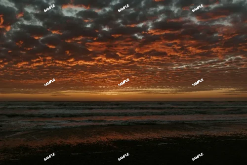 LB2178 × 緋牡丹錦 ハイブリッド サボテン ギムノカリキウム Gymnocalycium mihanovichii var. friedrichii cv. variegata × LB2178 hyb.