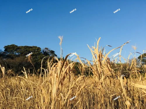 1 王妃甲蟹錦 厚葉 コンパクタ アガベ Agave isthmensis ‘Ohi Kabutogani’ f. variegata